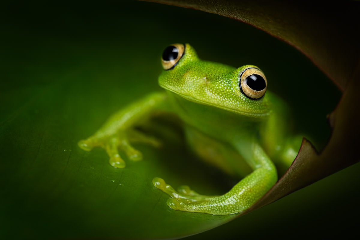 a tree frog